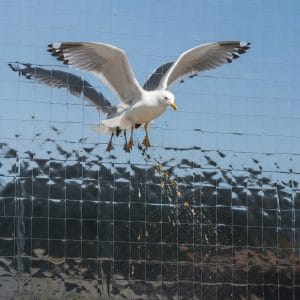 gainat pescarusi pasari folie geamuri